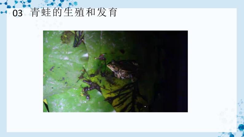 【人教版】八下生物 7.1.3 两栖动物的生殖和发育（课件+同步练习）05