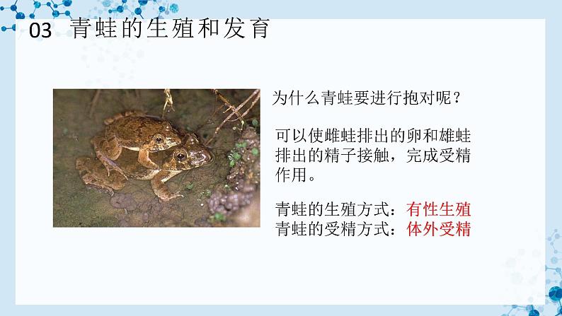 【人教版】八下生物 7.1.3 两栖动物的生殖和发育（课件+同步练习）07