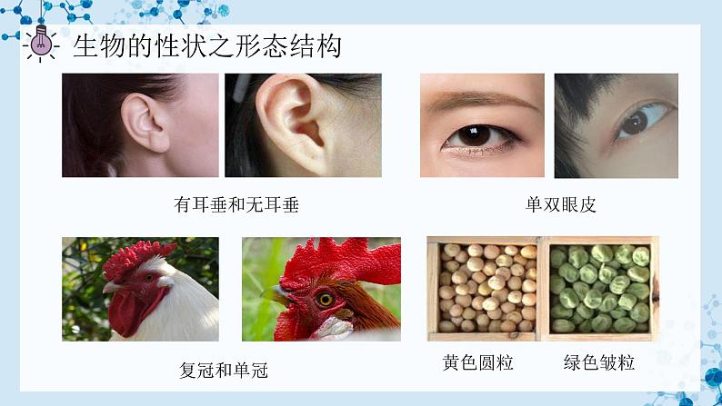 【人教版】八下生物 7.2.1 基因控制生物的性状（课件+同步练习）05