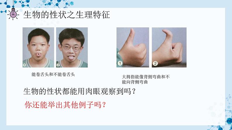 【人教版】八下生物 7.2.1 基因控制生物的性状（课件+同步练习）06