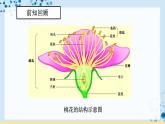 【人教版】八下生物 7.1.1  植物的生殖（课件+同步练习）