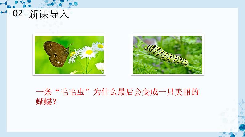 【人教版】八下生物 7.1.2 昆虫的生殖和发育（课件+同步练习）04