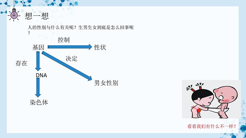 7.2.4 人的性别遗传  第4页