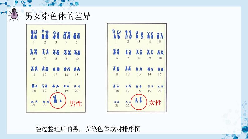 7.2.4 人的性别遗传  第5页