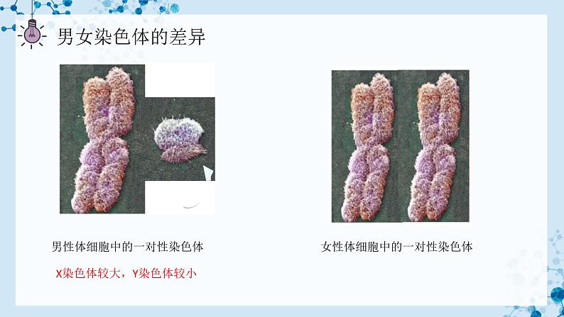 7.2.4 人的性别遗传  第6页