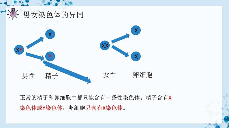 7.2.4 人的性别遗传  第8页