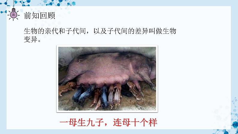 【人教版】八下生物 7.2.5 生物的变异（课件+同步练习）03