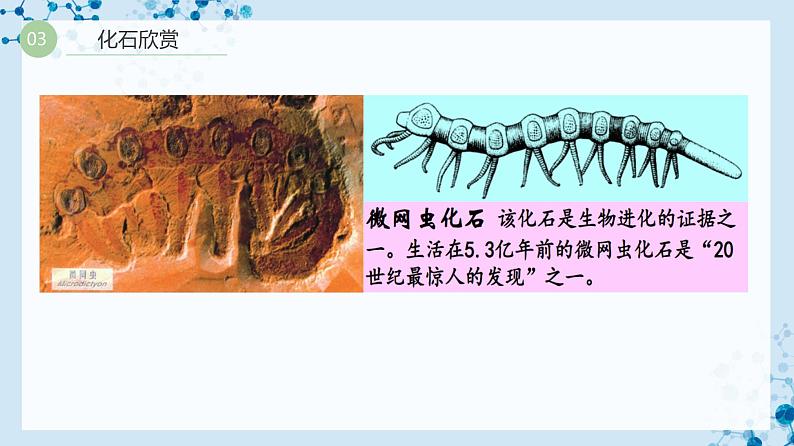 【人教版】八下生物 7.3.2 生物进化的历程（课件+同步练习）05