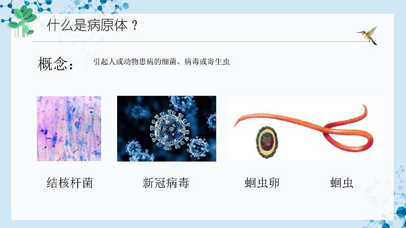 【人教版】八下生物 8.1.1 传染病及其预防（课件+同步练习）06