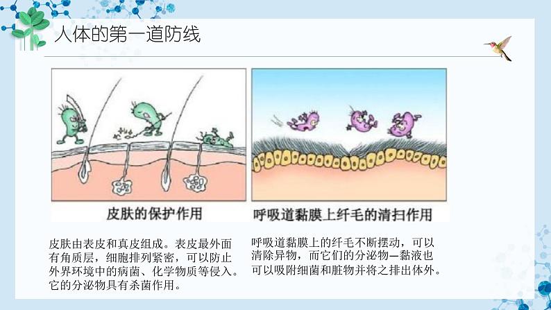 8.1.2 免疫与计划免疫-  第7页