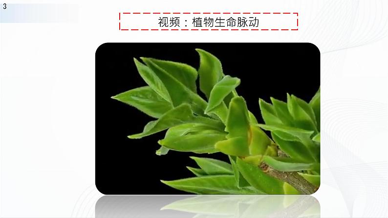 人教版八下生物7.1.1《植物的生殖》课件+同步练习+素材03