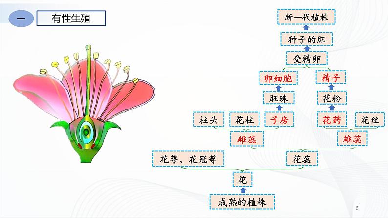 人教版八下生物7.1.1《植物的生殖》课件+同步练习+素材05