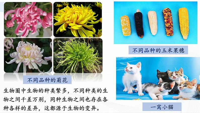 7.2.5 生物的变异第4页