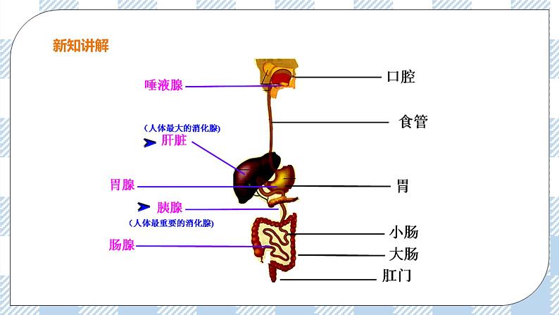 冀教版生物七下2.1.2食物的消化（2）课件第6页