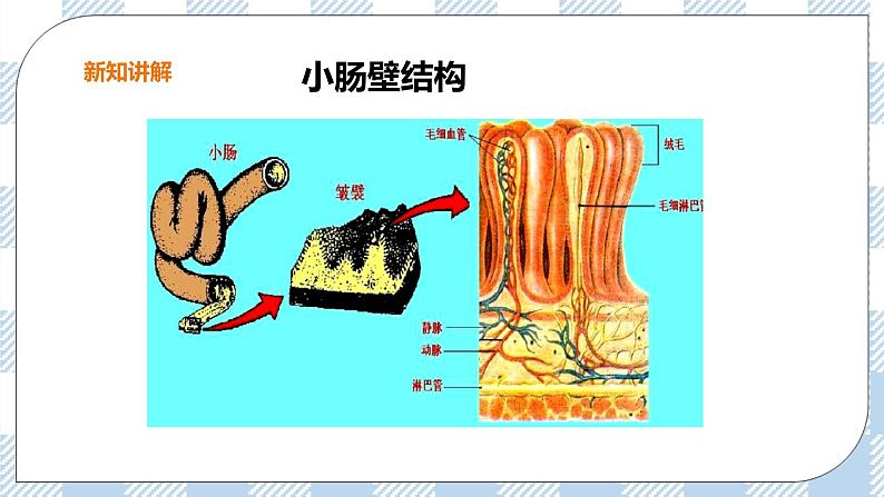 2.1.3 营养物质的吸收和利用 课件+教案+练习08