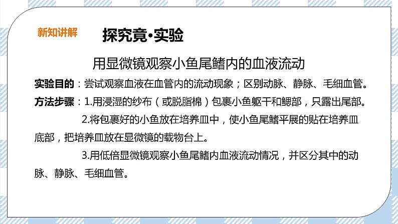 冀教版生物七下2.2.2物质运输的器官（1）课件第7页