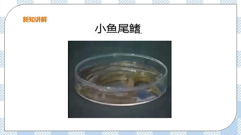 冀教版生物七下2.2.2物质运输的器官（1）课件第8页