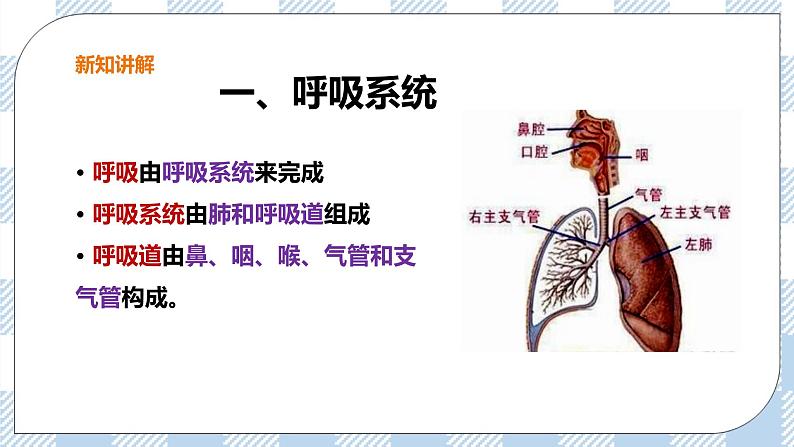 2.3.1呼吸（1）课件+教案+练习+视频03