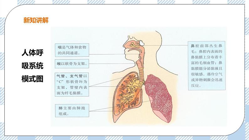 2.3.1呼吸（1）课件+教案+练习+视频06
