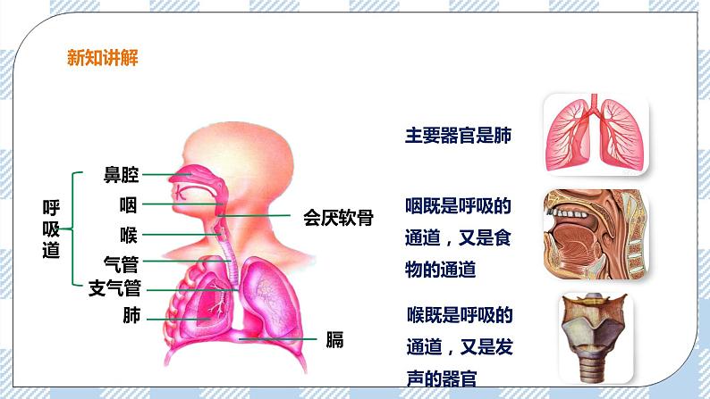 2.3.1呼吸（1）课件+教案+练习+视频07