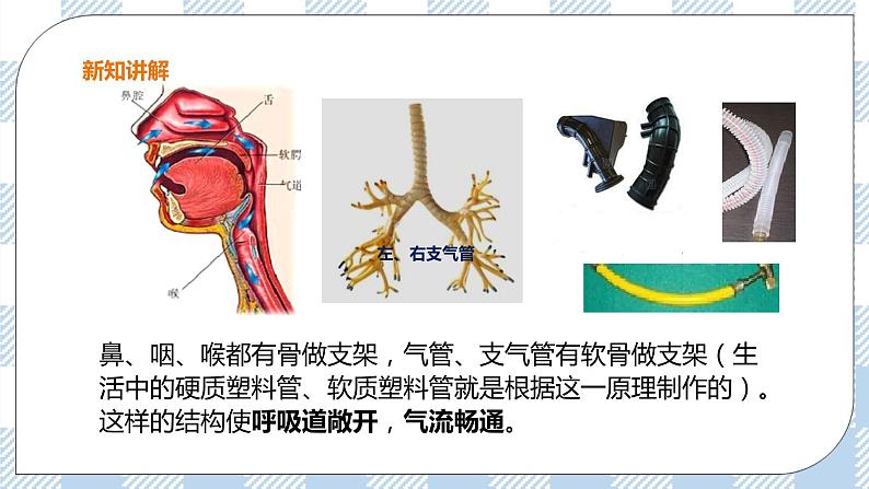 2.3.1呼吸（1）课件+教案+练习+视频08