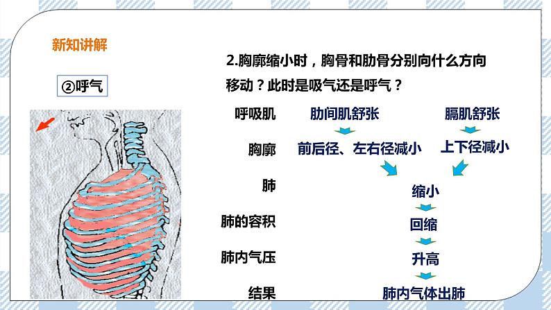 3.1 呼吸第2课时 课件+教案+练习+视频07