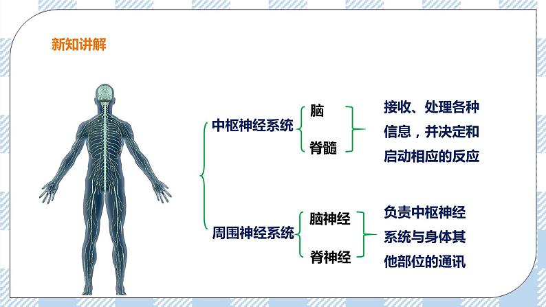 冀教版七年生物下册第四章第2节信息的传递（课件）第4页