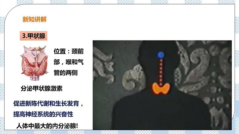 5.1 激素与生长发育 课件+教案+练习+视频07