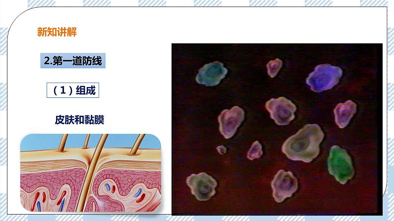 6.1.1 免疫 第1课时 课件+教案+练习+视频06