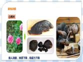 6.4 珍爱生命 拒绝毒品 课件+教案+练习+视频