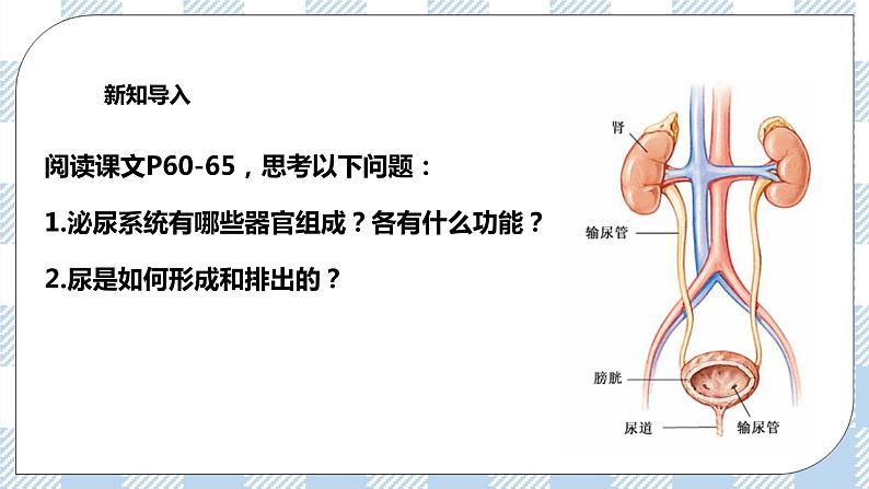 4.11.2尿的形成与排出 课件+同步练习+视频03