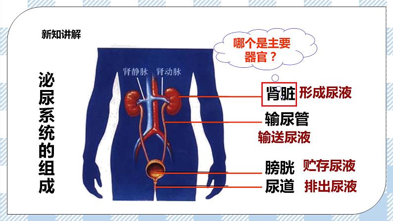 4.11.2尿的形成与排出 课件+同步练习+视频04