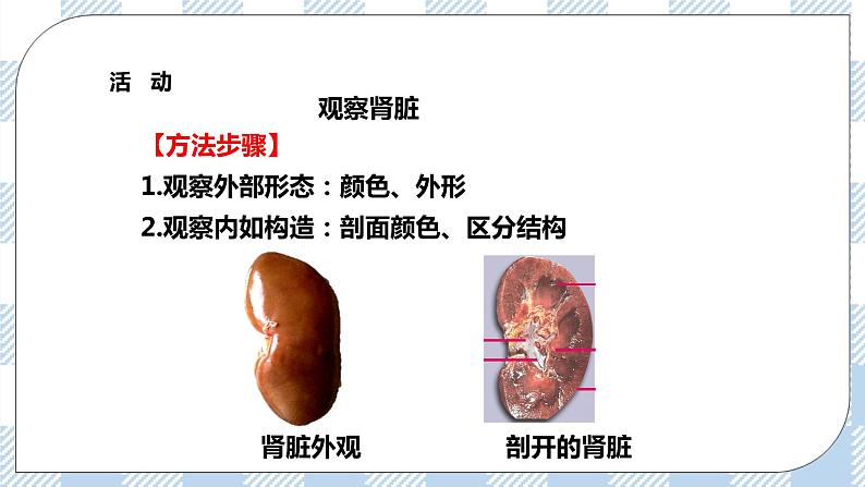 4.11.2尿的形成与排出 课件+同步练习+视频06