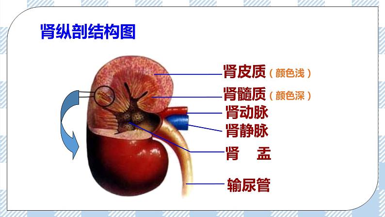 4.11.2尿的形成与排出 课件+同步练习+视频08