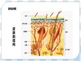 4.11.3皮肤与汗液分泌 课件+同步练习+视频