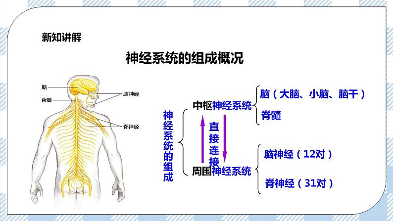 4.12.1神经系统与神经调节第1课时 课件+同步练习+视频04