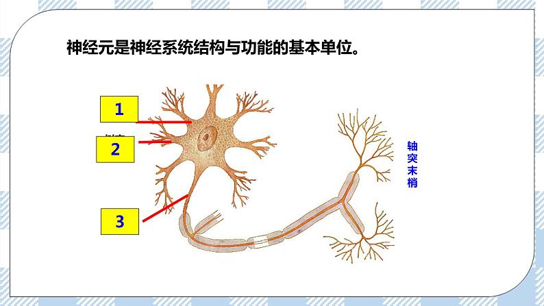 4.12.1神经系统与神经调节第1课时 课件+同步练习+视频06