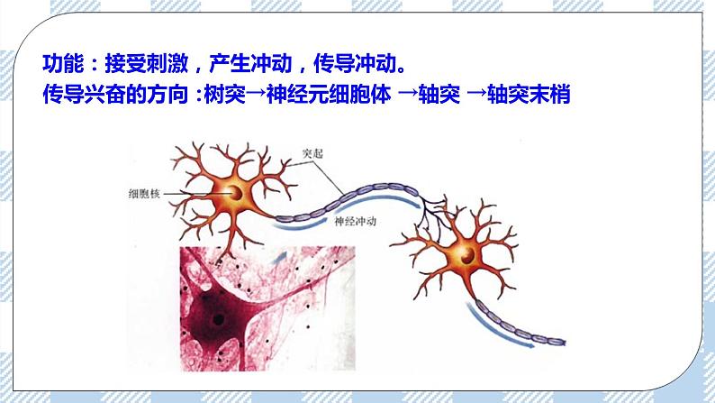 4.12.1神经系统与神经调节第1课时 课件+同步练习+视频08