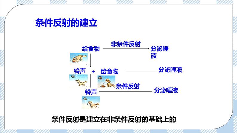 4.12.1神经系统与神经调节第2课时 课件+同步练习+视频08