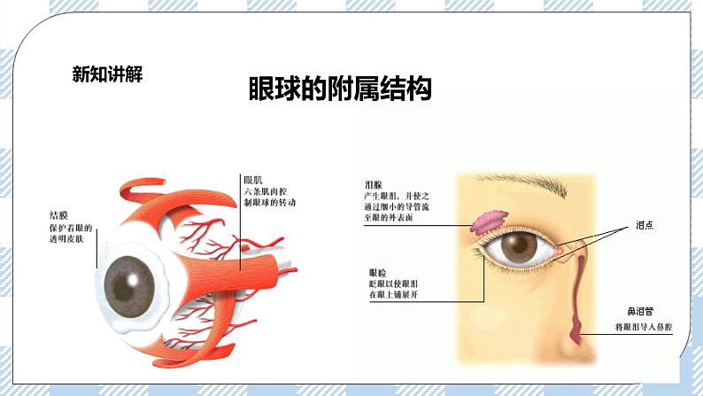 4.12.2感受器和感觉器官 课件第5页