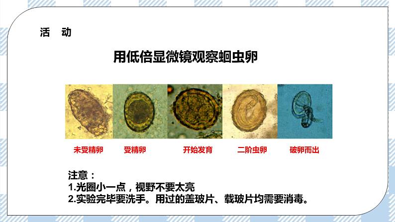 4.13.2预防传染病 课件+同步练习+视频04
