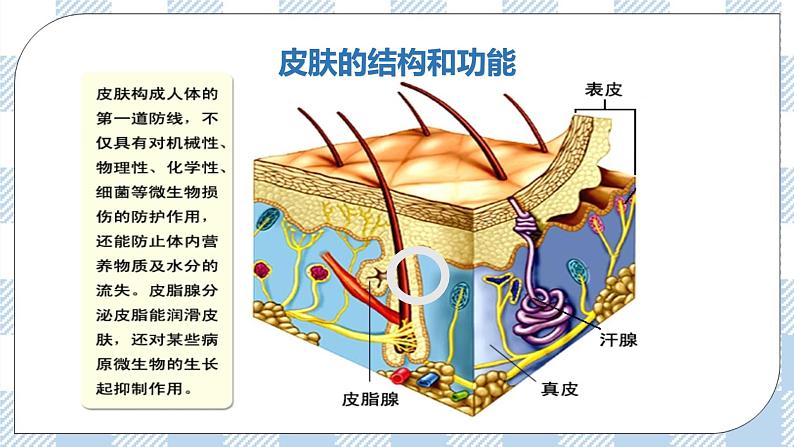 4.13.3人体免疫 课件+同步练习+视频05