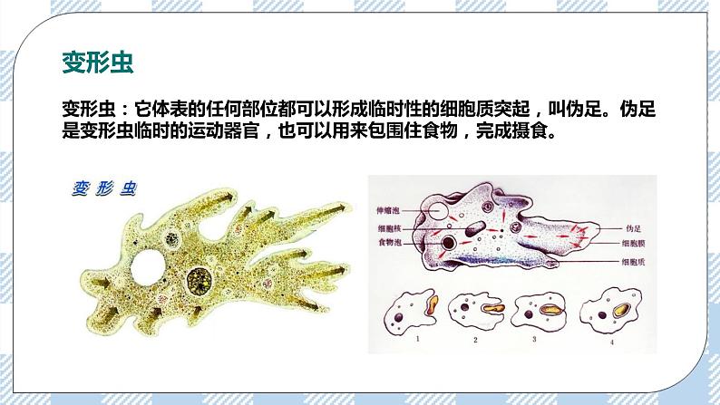 7.22.2原生生物的主要类群 精美课件+同步练习+视频素材08