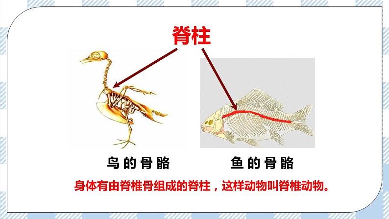 7.22.4动物的主要类群——脊椎动物 课件第3页