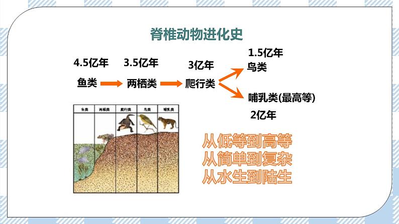 7.22.4动物的主要类群——脊椎动物 课件第5页