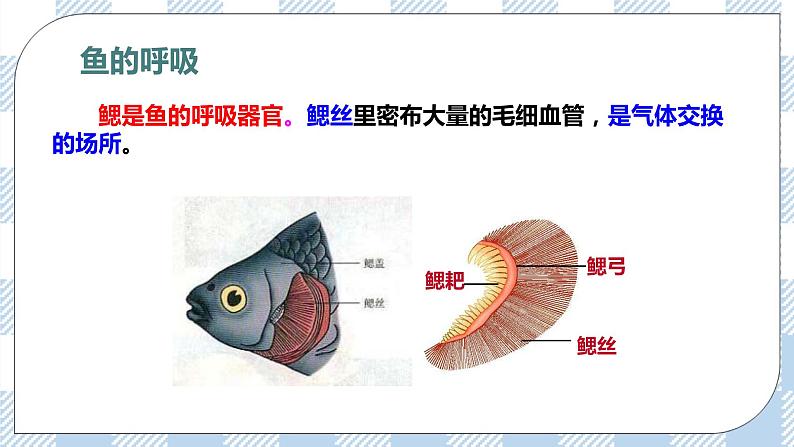 7.22.4动物的主要类群——脊椎动物 课件第7页