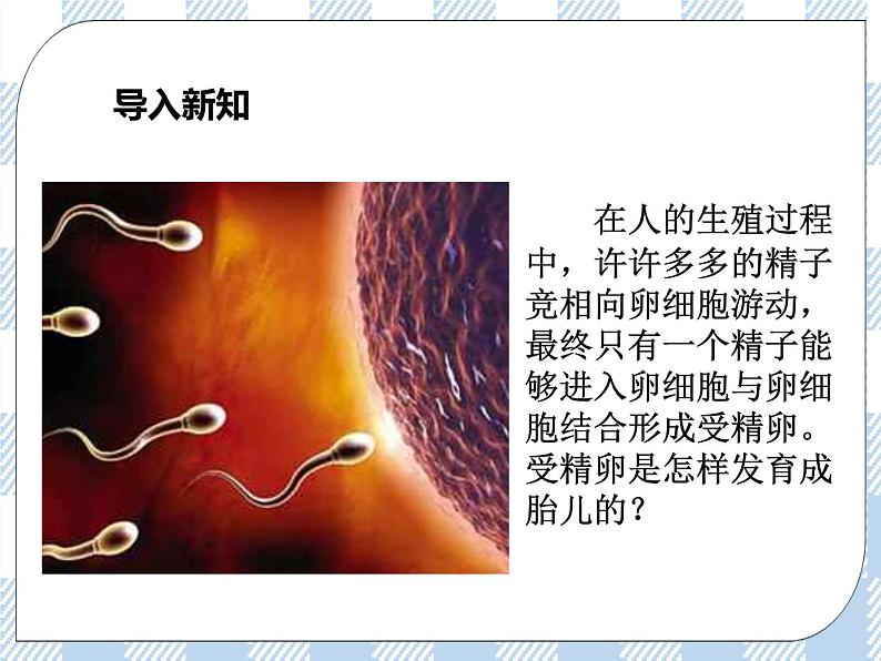 4.8.1精卵结合孕育新的生命 课件+视频+练习02