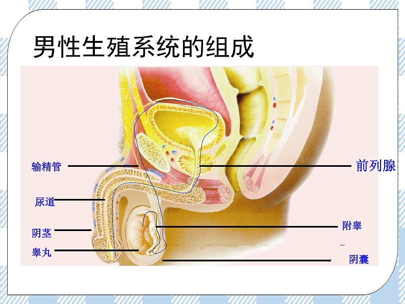 4.8.1精卵结合孕育新的生命 课件+视频+练习06