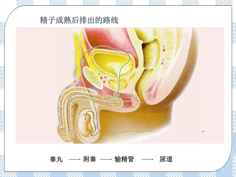 4.8.1精卵结合孕育新的生命 课件+视频+练习07