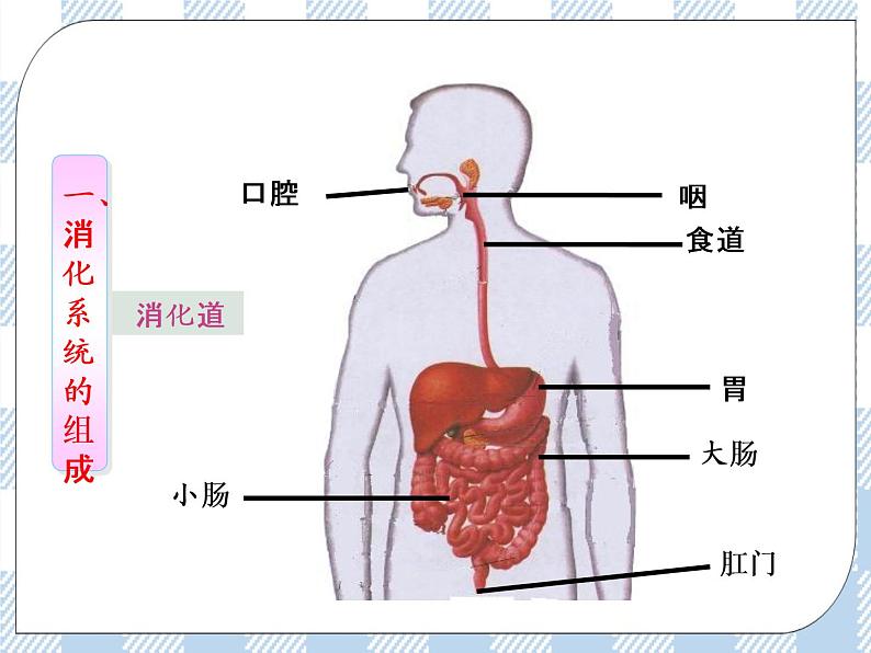 4.9.2人体的消化与吸收 课件+视频+练习05